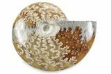 Polished Ammonite (Cleoniceras) Fossil - Madagascar #364976-1